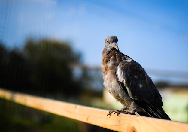 Pigeon voyageur rentre à la maisonPortrait d'oiseaux