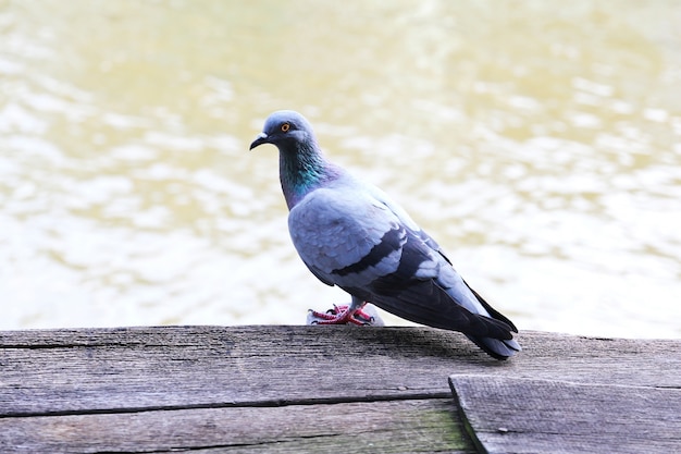 Photo pigeon