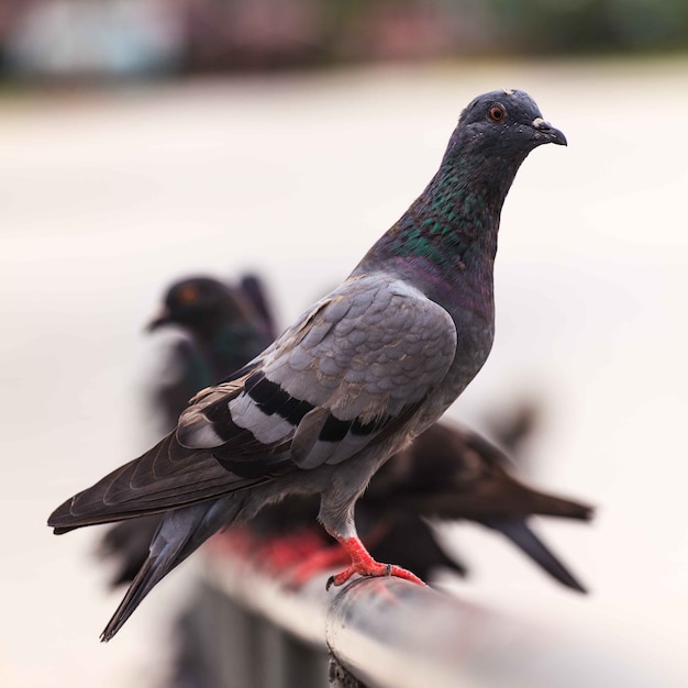 Pigeon