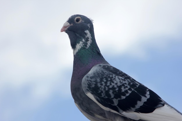 Pigeon