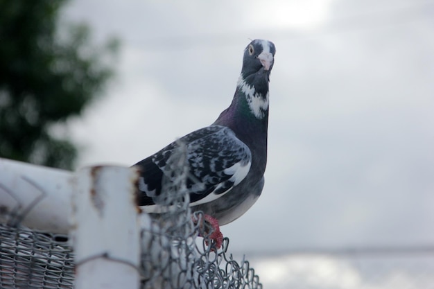 Pigeon