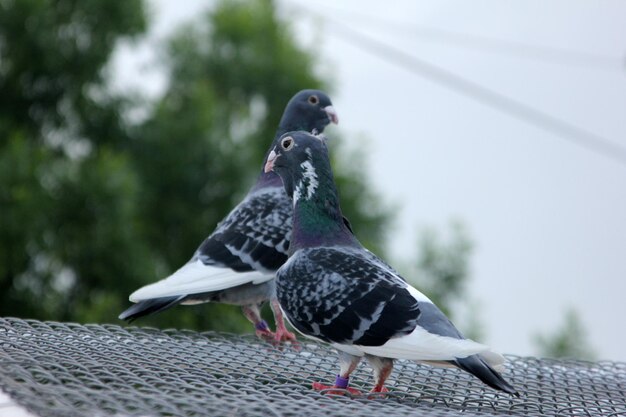 Pigeon