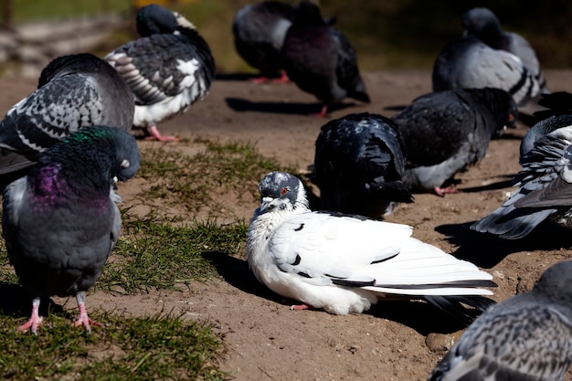 Pigeons affamés vivant dans la ville en automne