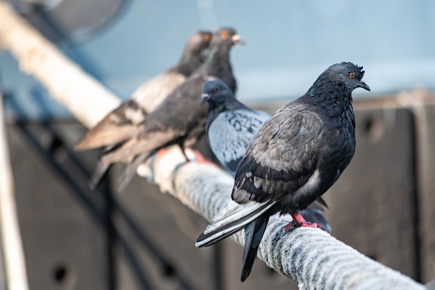 Pigeons assis sur une araignée de navire.