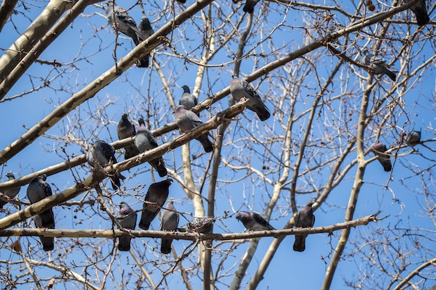 Pigeons assis sur la branche d'arbre