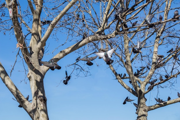 Pigeons assis sur la branche d'arbre