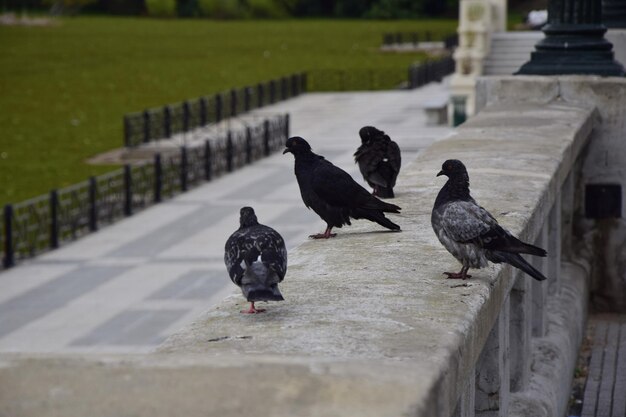 Pigeons sur les balustrades en béton Buenos Aires