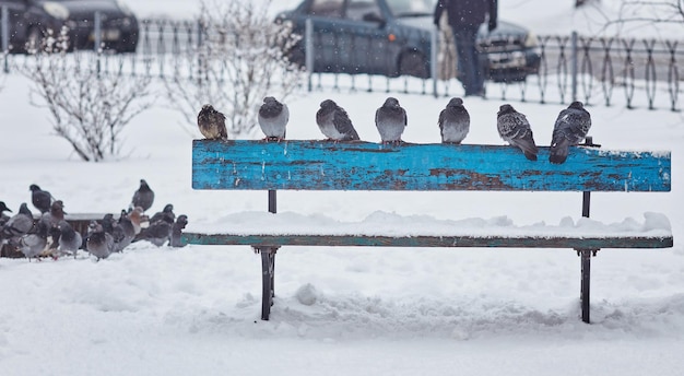 Pigeons sur un banc