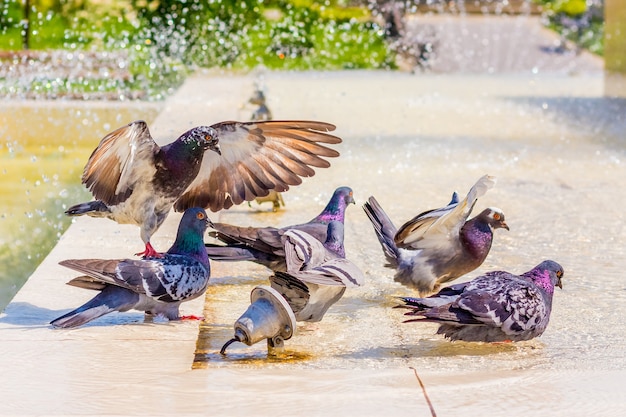 Les pigeons boivent de l'eau à la fontaine et recherchent la fraîcheur par une chaude journée_