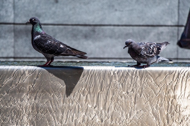 Pigeons buvant de l'eau à la fontaine du parc de la ville