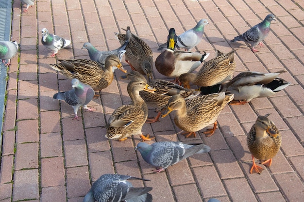 Les pigeons et les canards ramassent de la nourriture en été sur des chemins carrelés