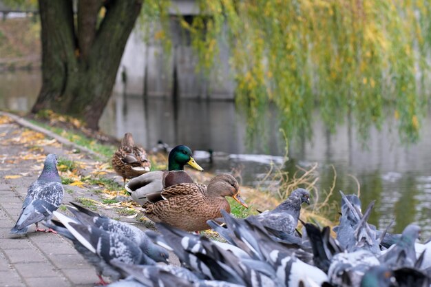 Les pigeons et les canards sauvages picorent le grain