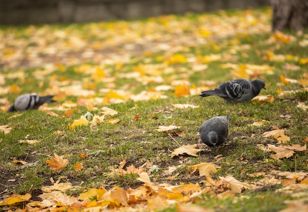 Les pigeons cherchent de la nourriture au sol parmi les feuilles mortes