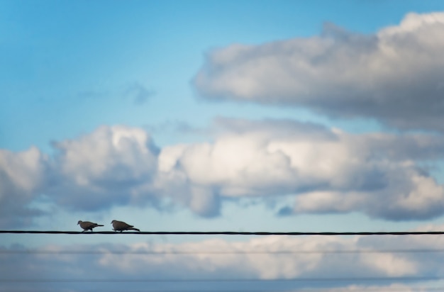 Pigeons dans le ciel