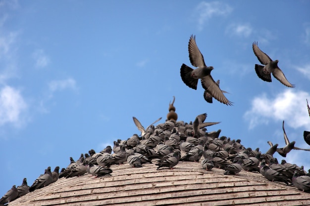 Pigeons dans le dôme