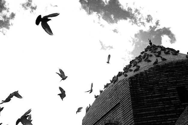 Pigeons dans le dôme