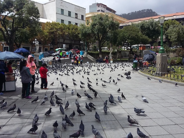 Pigeons dans le parc de la ville La Paz Bolivie