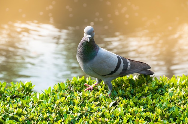 Pigeons dans le parc