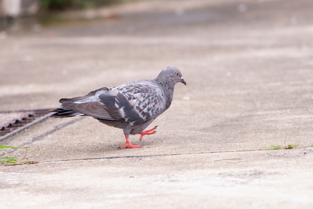 Pigeons dans la rue.