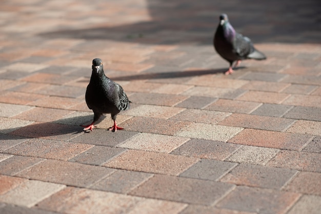 pigeons dans la ville