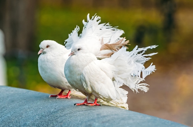 Pigeons décoratifs blancs avec une belle queue luxuriante