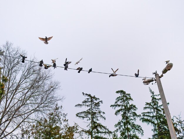 Des pigeons sur un fil contre un ciel nuageux gris Vue du bas Des cimes d'arbres