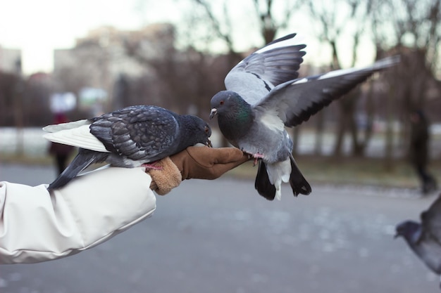 Les pigeons mangent du mil dans le parc en hiver, debout sur une main humaine dans un gant