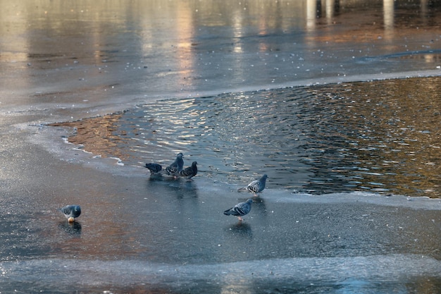 Les pigeons marchent sur l'étang gelé de la ville