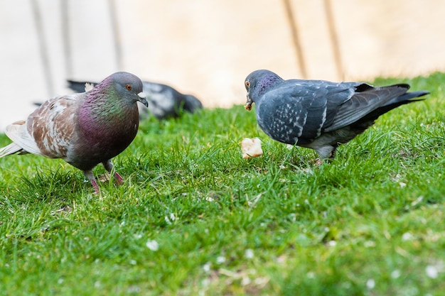 Les pigeons marchent sur l'herbe