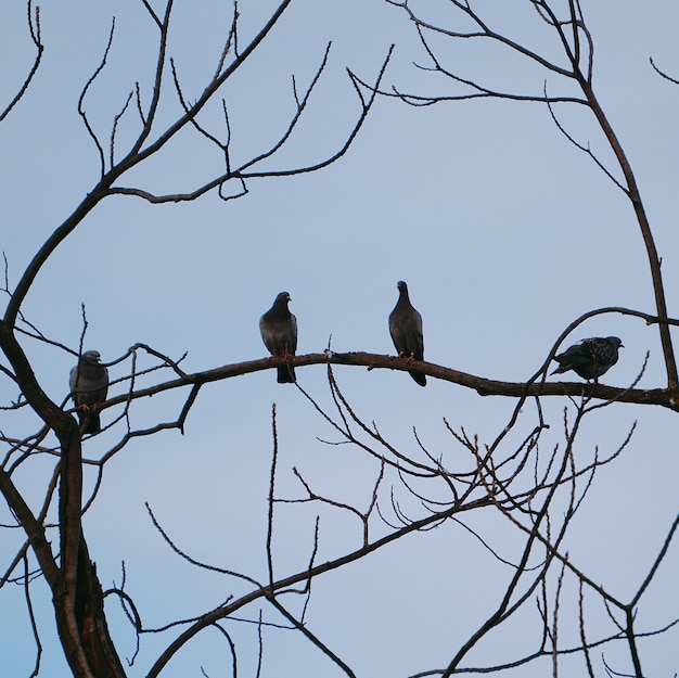 les pigeons oiseaux dans le parc dans la rue