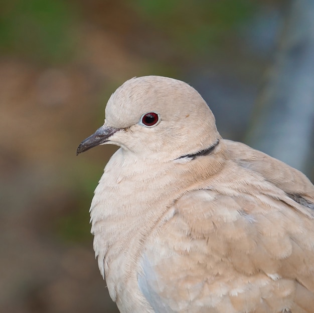 les pigeons oiseaux dans le parc dans la rue