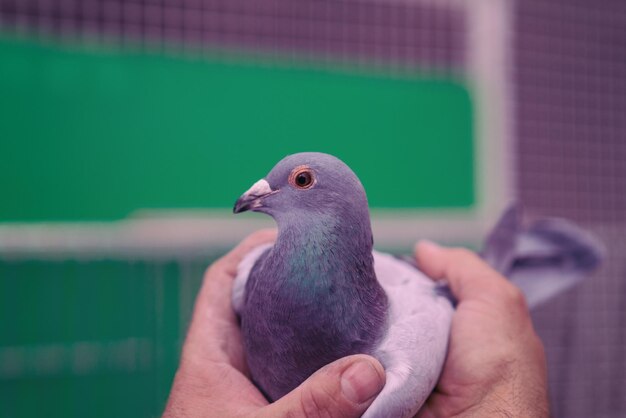 Pigeons oiseaux volant ou debout contre le ciel avec un homme tenant tham