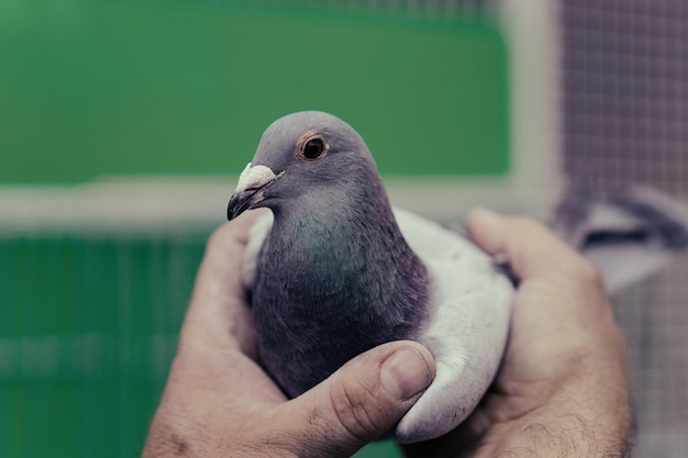 Pigeons oiseaux volant ou debout contre le ciel avec un homme tenant tham