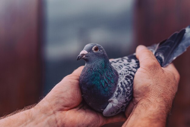 Pigeons oiseaux volant ou debout contre le ciel avec un homme tenant tham