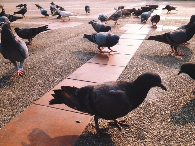 Photo des pigeons sur la passerelle .