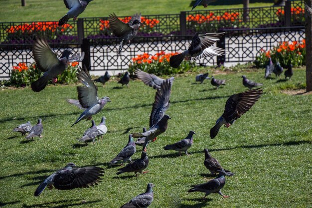 Pigeons sur une pelouse verte dans le parc de la ville