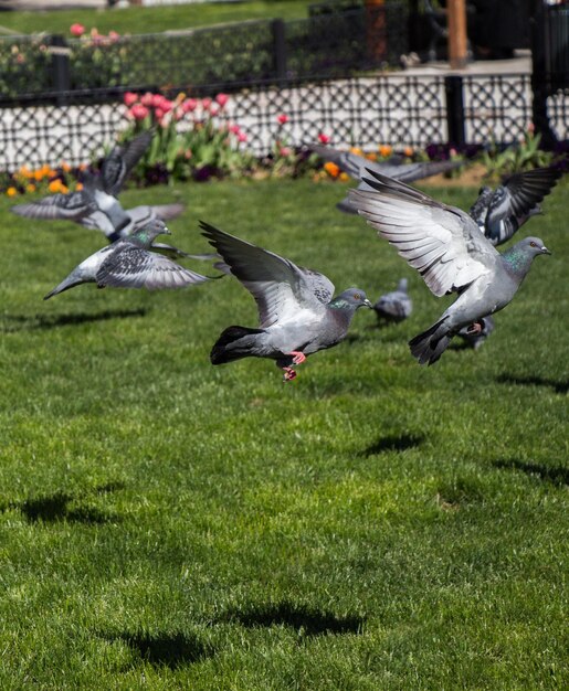 Photo pigeons sur une pelouse verte dans le parc de la ville