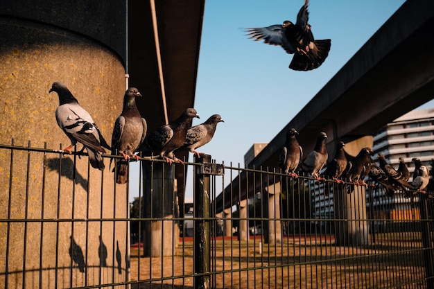 Photo des pigeons perchés sur une balustrade métallique