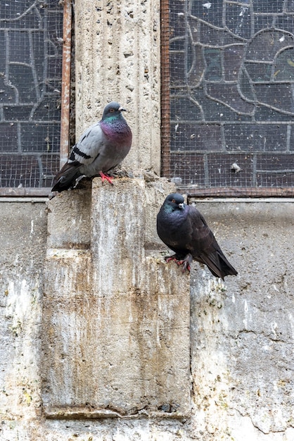 Des pigeons perchés sur le mur.