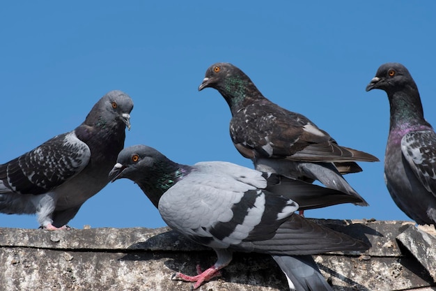 Des pigeons perchés