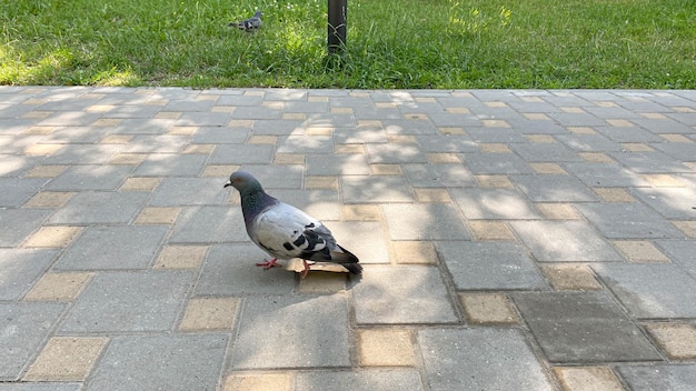 Les pigeons et pigeons appartiennent à la famille des Columbidés et à l'ordre des Columbiformes