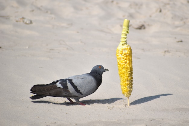 Les pigeons sur la plage mangent du maïs.