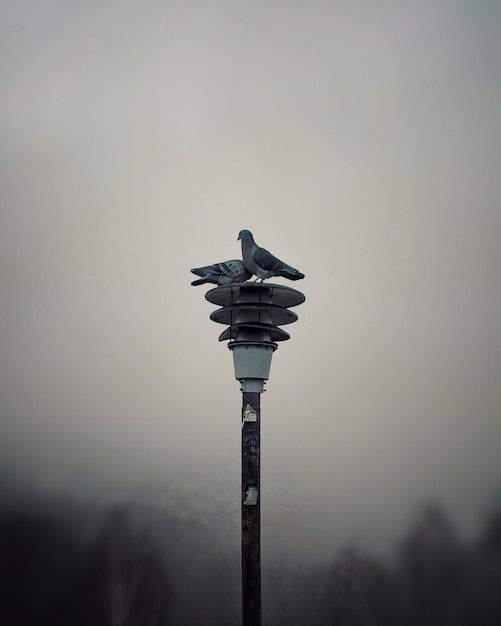 Pigeons sur un poteau