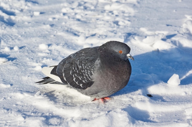 Des pigeons en quête de nourriture se promènent sur la place enneigée de la ville.