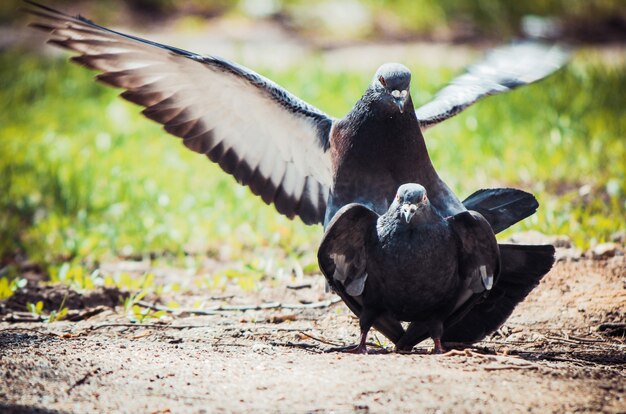 Photo pigeons sauvages dans la rue