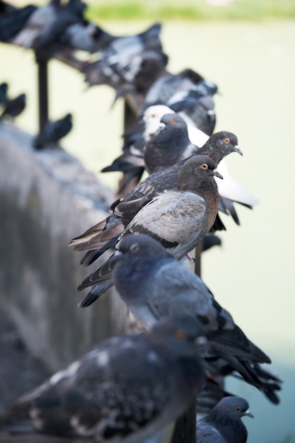 Pigeons sauvages urbains