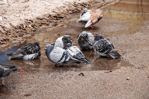 Les pigeons se baignent dans une flaque d'eau en hiver