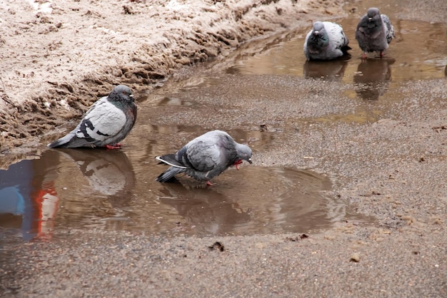 Les pigeons se baignent dans une flaque d'eau en hiver