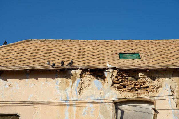 Des pigeons se prélassent au soleil sur le toit d'une vieille maison