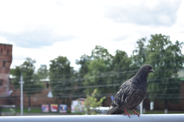 Les pigeons se reposent sur la place de la ville